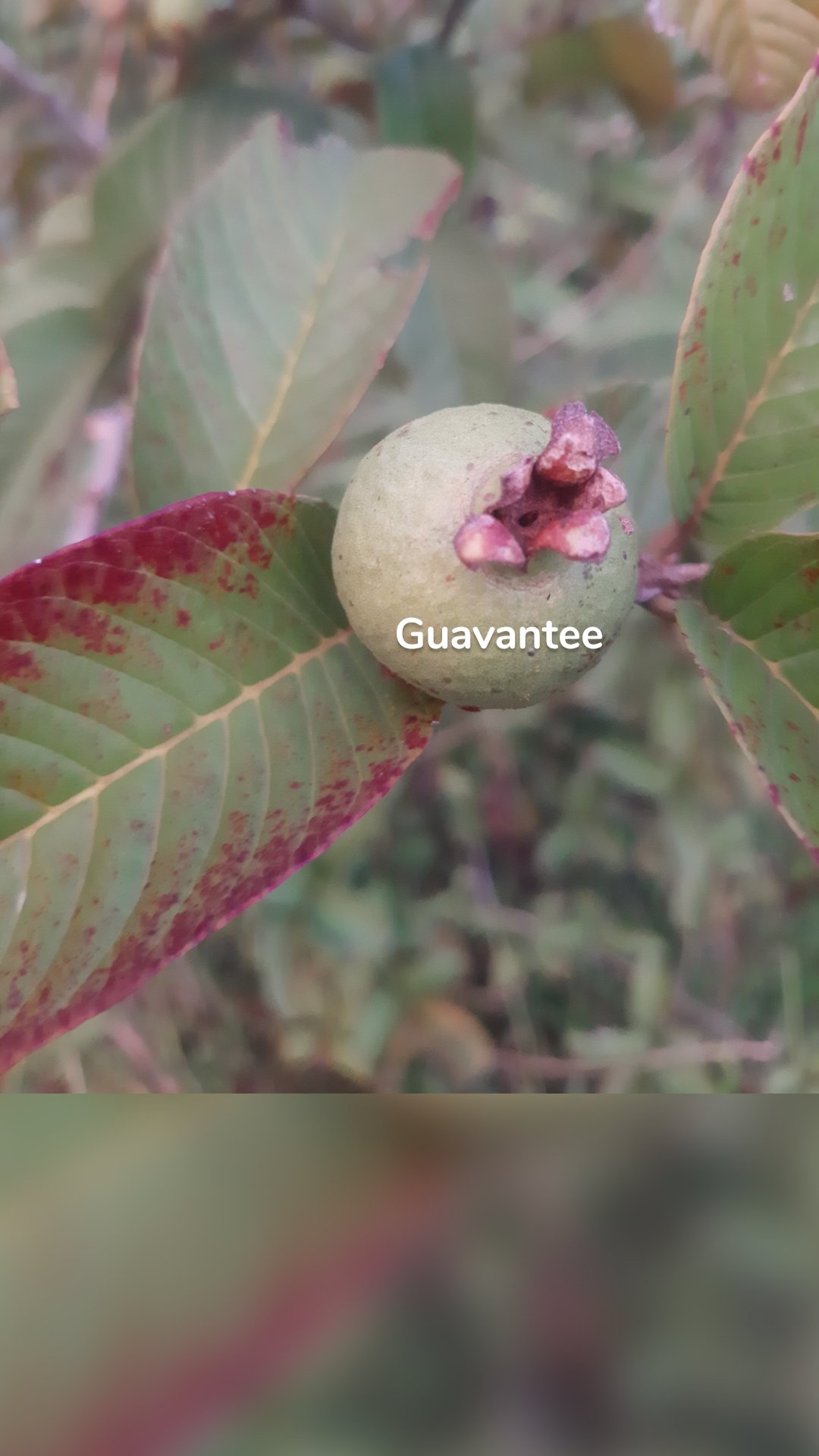 Guavantee
